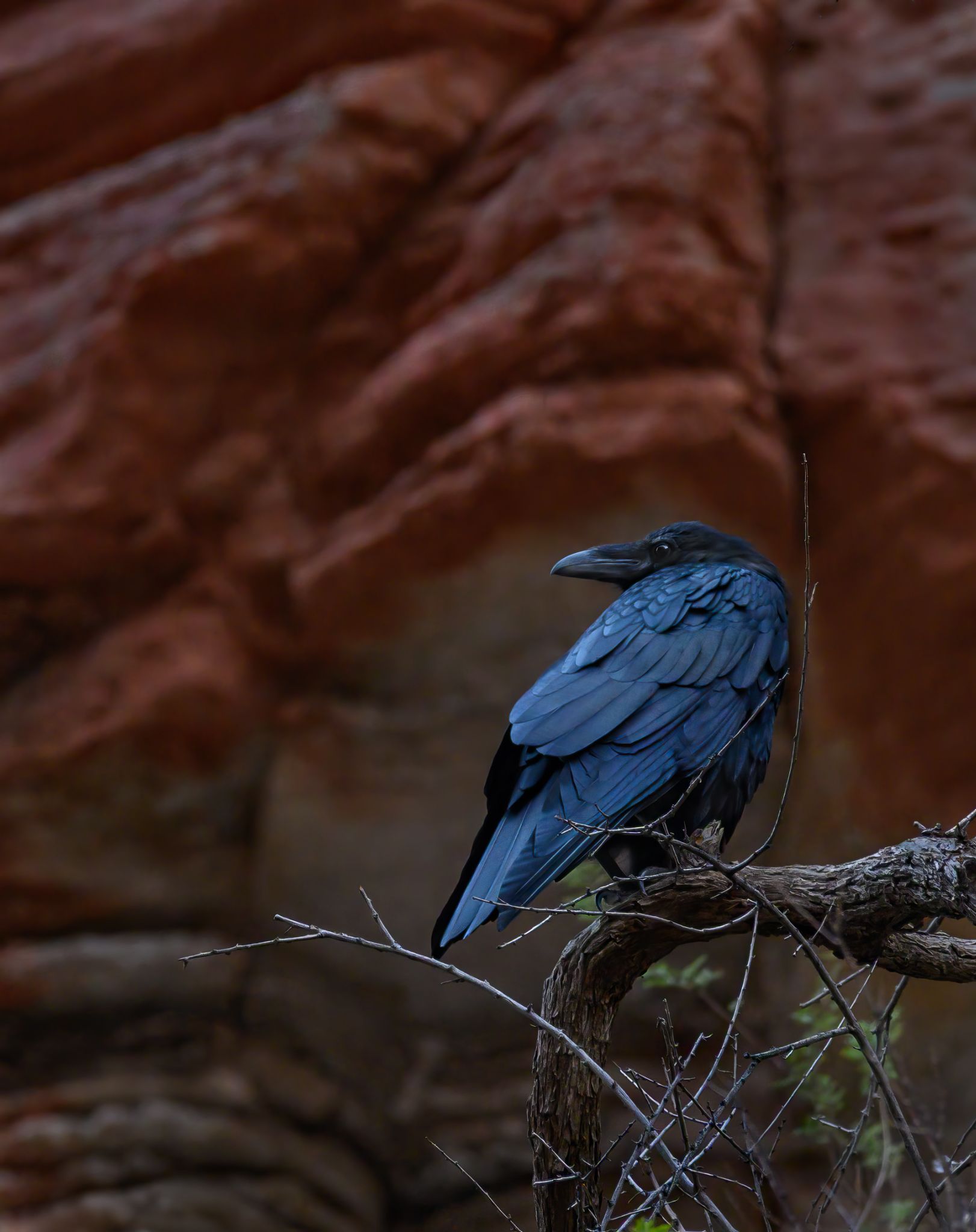 Grand Canyon Fine Art (21 of 23)